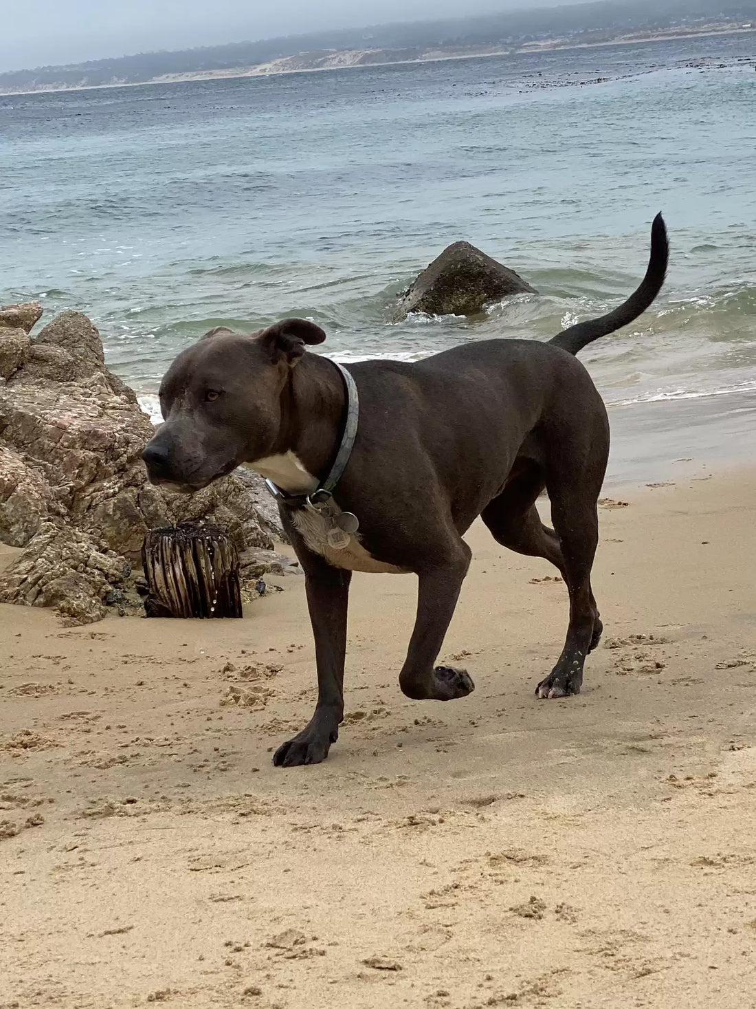 Dog Teaches Himself How to Play On Park Slides!