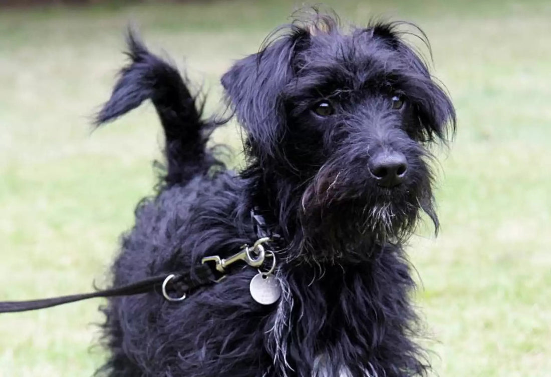 Family Crushes Dog's Dream As They Change Their Mind About Adopting Him