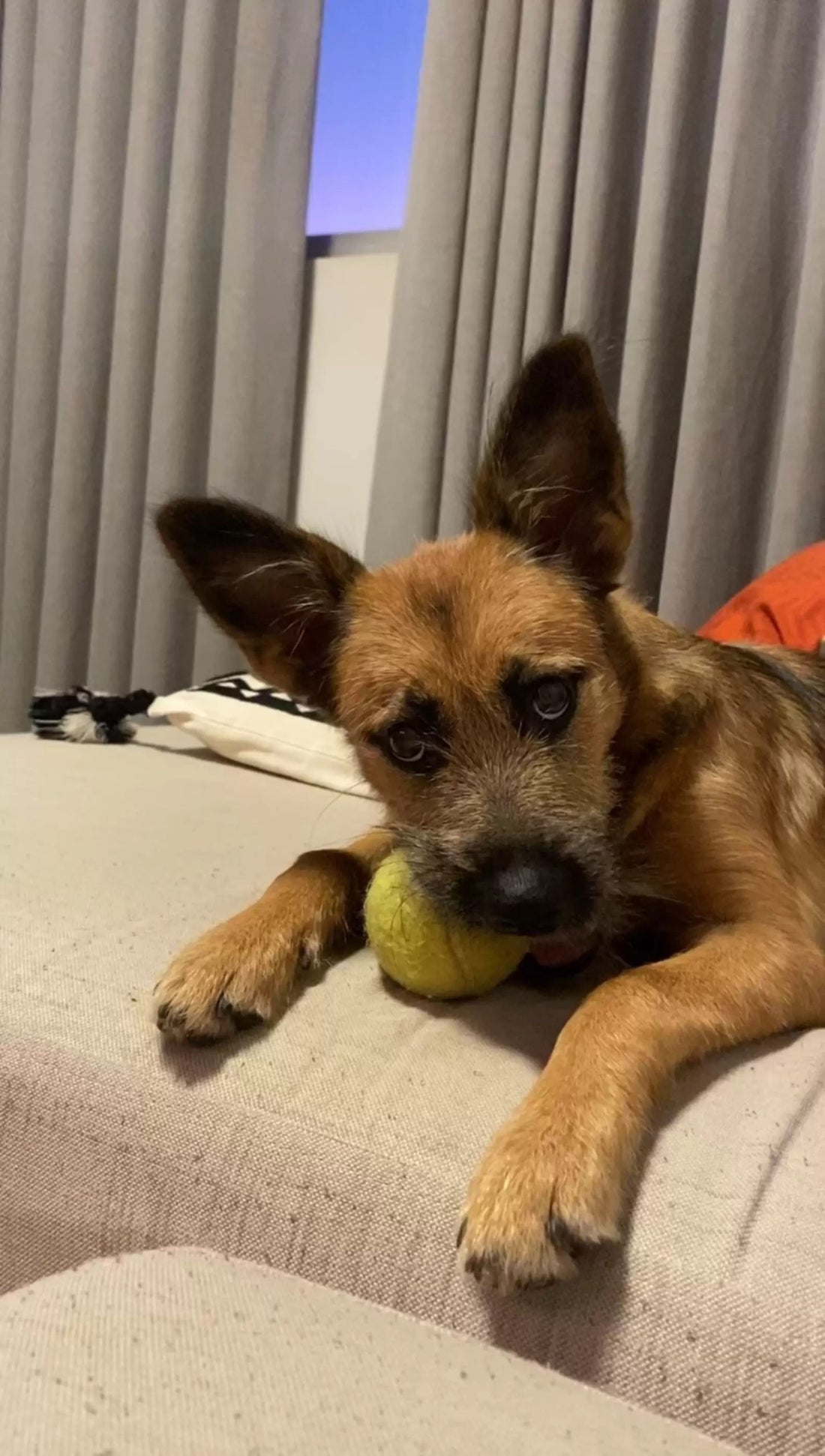 Dog Is Thankful After Mom Helped Cure Her Hiccups