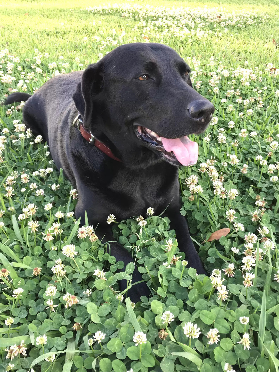 Woman Puts Up A Camera To Watch What Her Dog Does When She Leaves Her Home