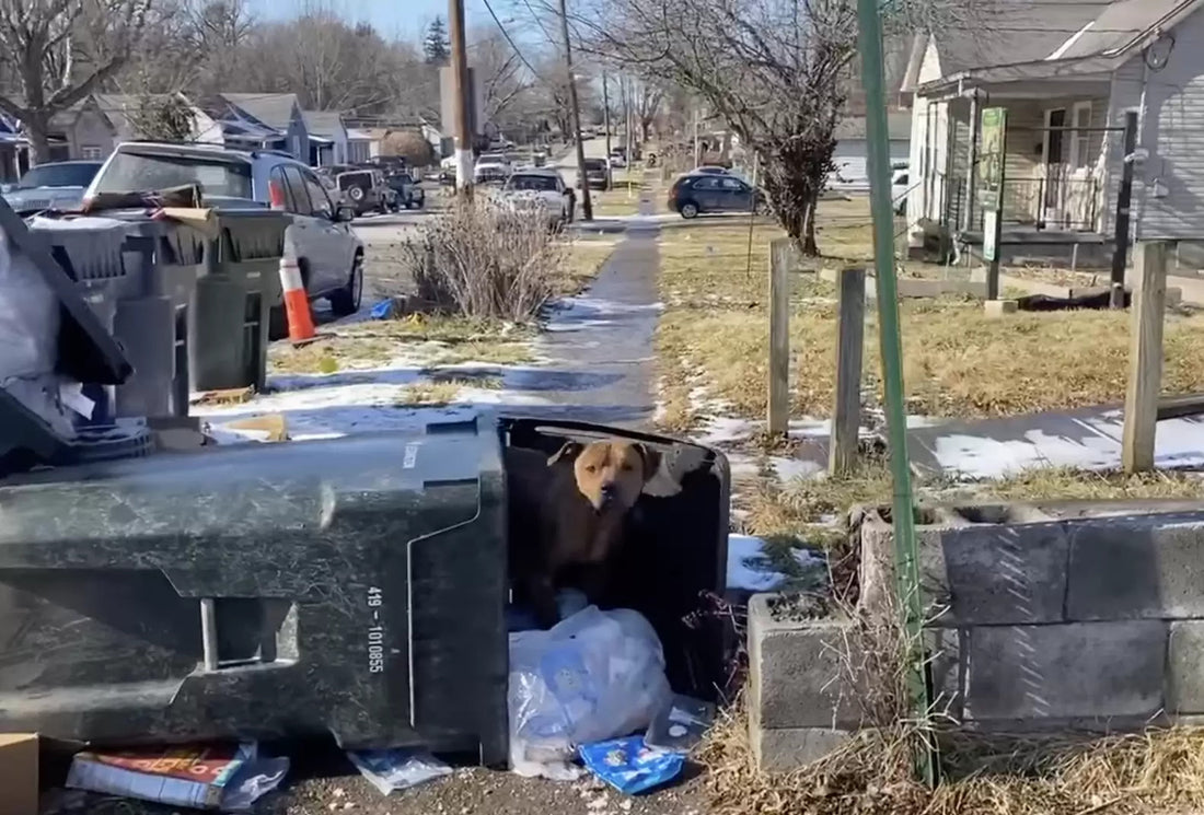 This Dog Didn’t Want To Leave The One Place He Felt Safe In – The Trash Can
