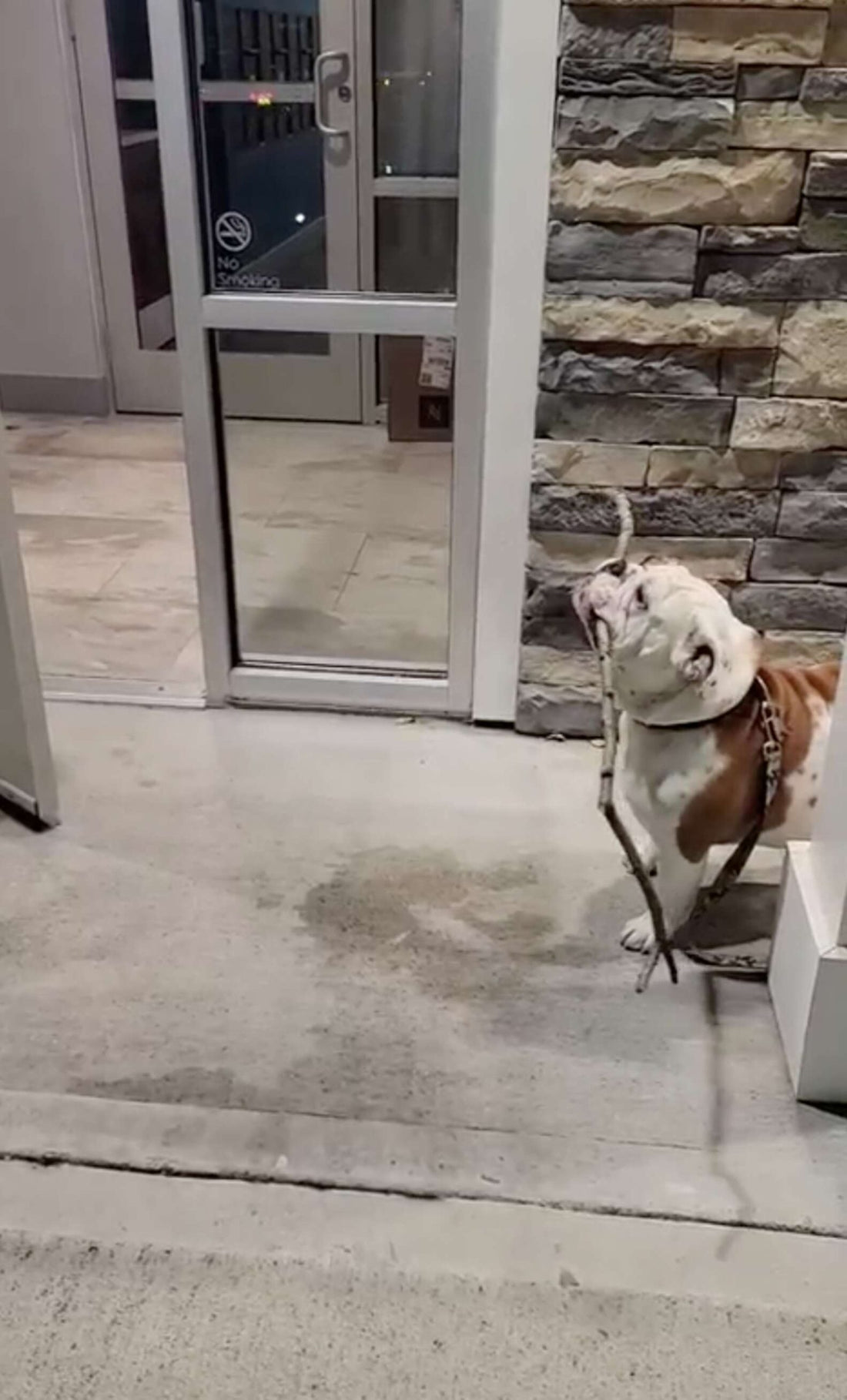 Adorable Dog Found A Huge Stick, And Wants To Take It Home!