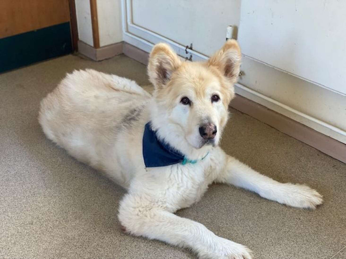 Rescued Dog Who Weighed As Much As A Baby Elephant Makes Incredible Transformation