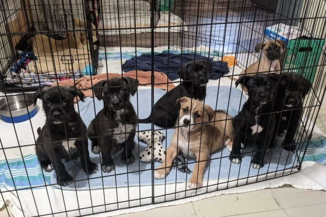 These Puppies Have Outgrown Their Crate, But They Refuse to Believe It!
