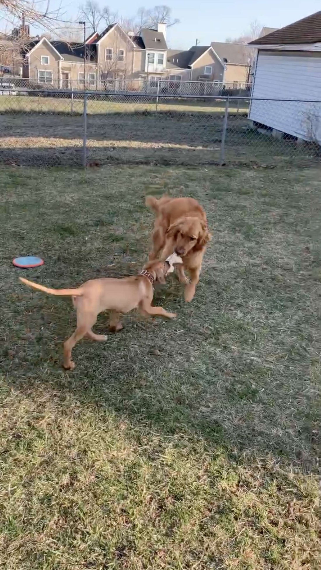 Dog Overcomes Her Fear To Greet Her New Best Friend