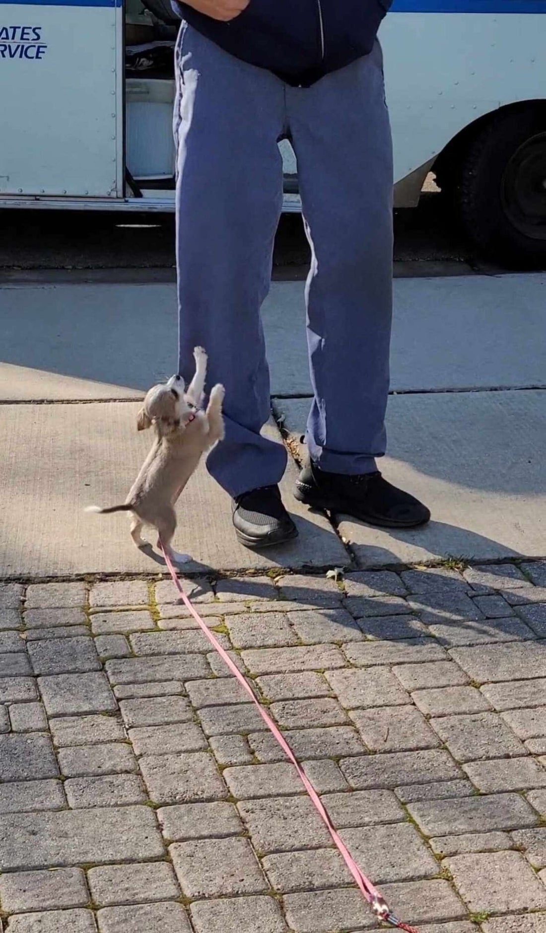 Tiny Dog Loves Seeing His Best Friend, The Mailman, Every Day