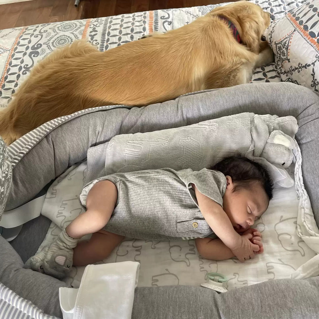 Dog Is Confused Why Little Human Doesn’t Toss The Ball For Her!