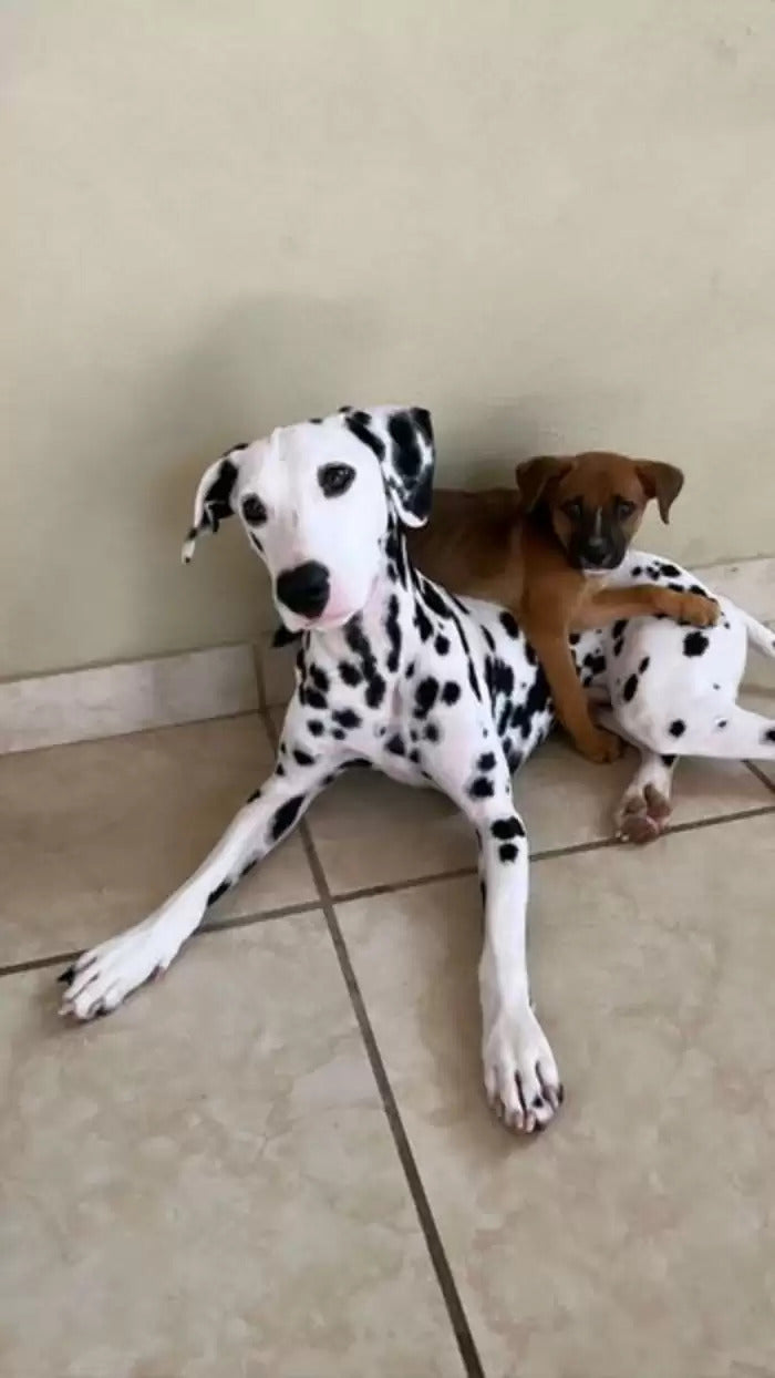 Friendly Dalmatian Adopts Little Puppy Into His Family!
