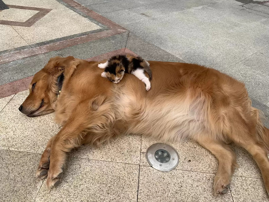 Dogs Find Abandoned Kitten And Insist Dad Takes Her Home