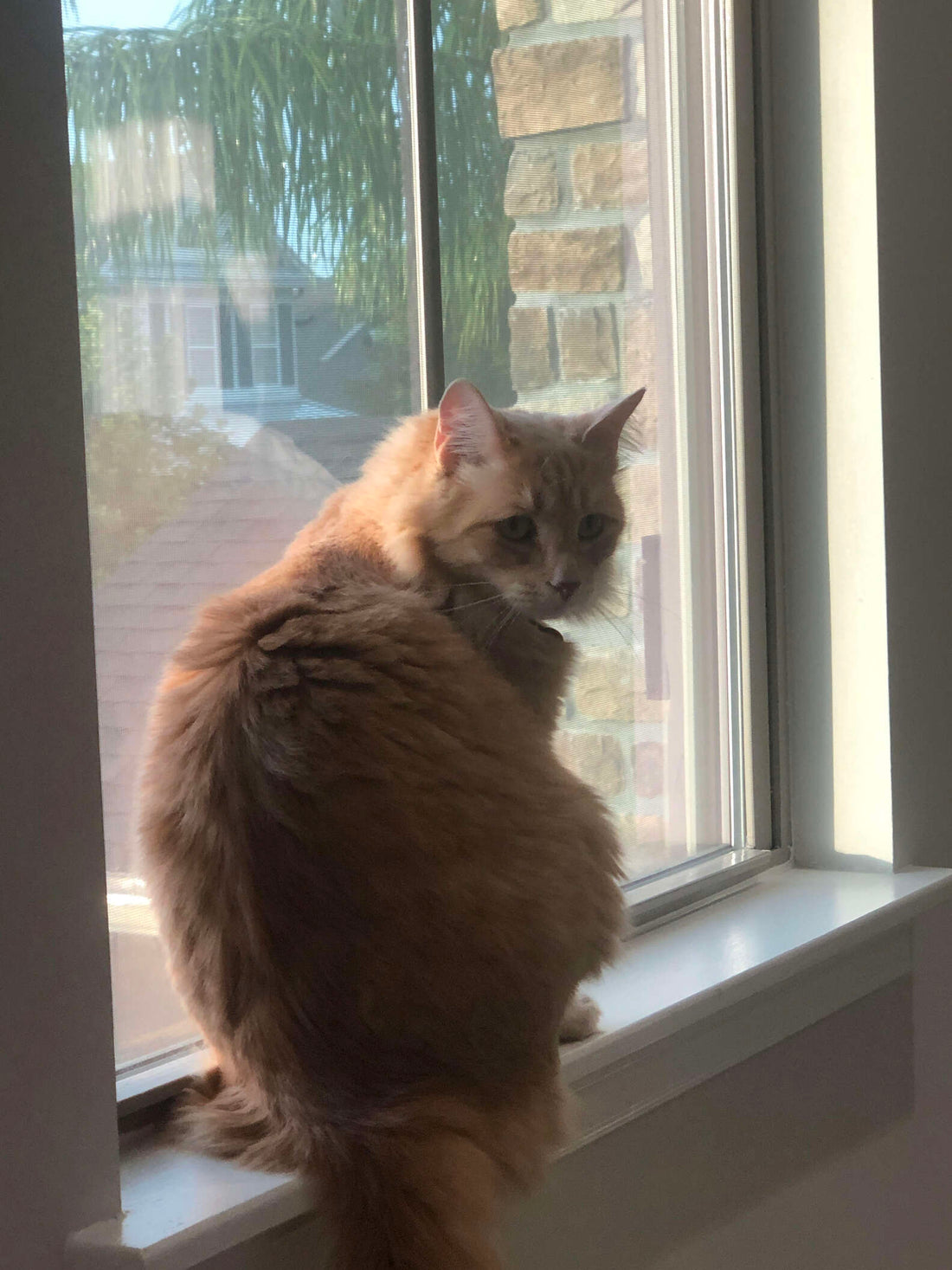 How A Cat Defends His Brother From A Bully Will Drop Your Jaw