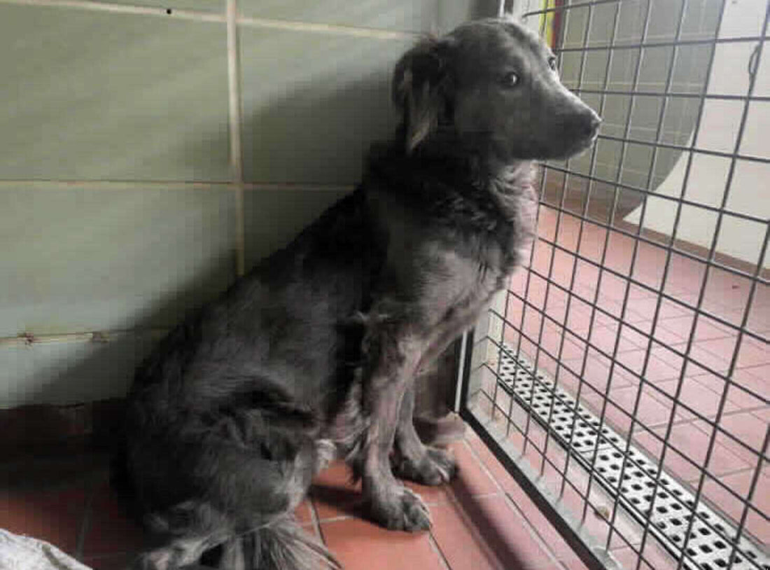 It's Been 300 Days, But No One's Come To Take This Shelter Dog Home...