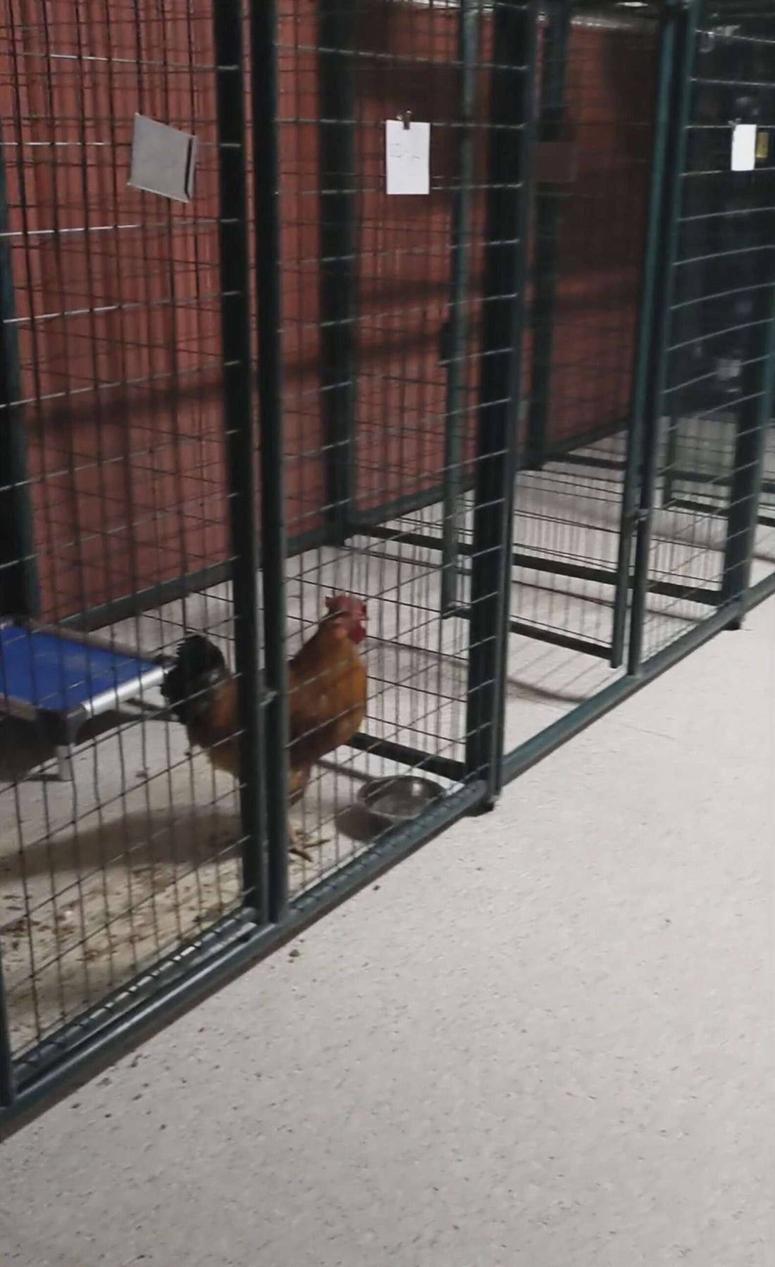 Shelter Volunteer Finds Someone Unexpected In The Kennels