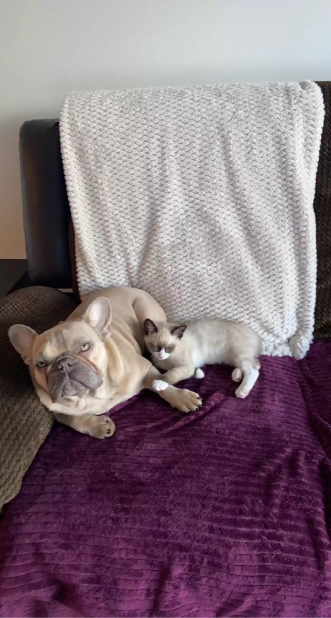 Man Discovers What His Dog And Cat Do When Alone After Installing Camera In His Home
