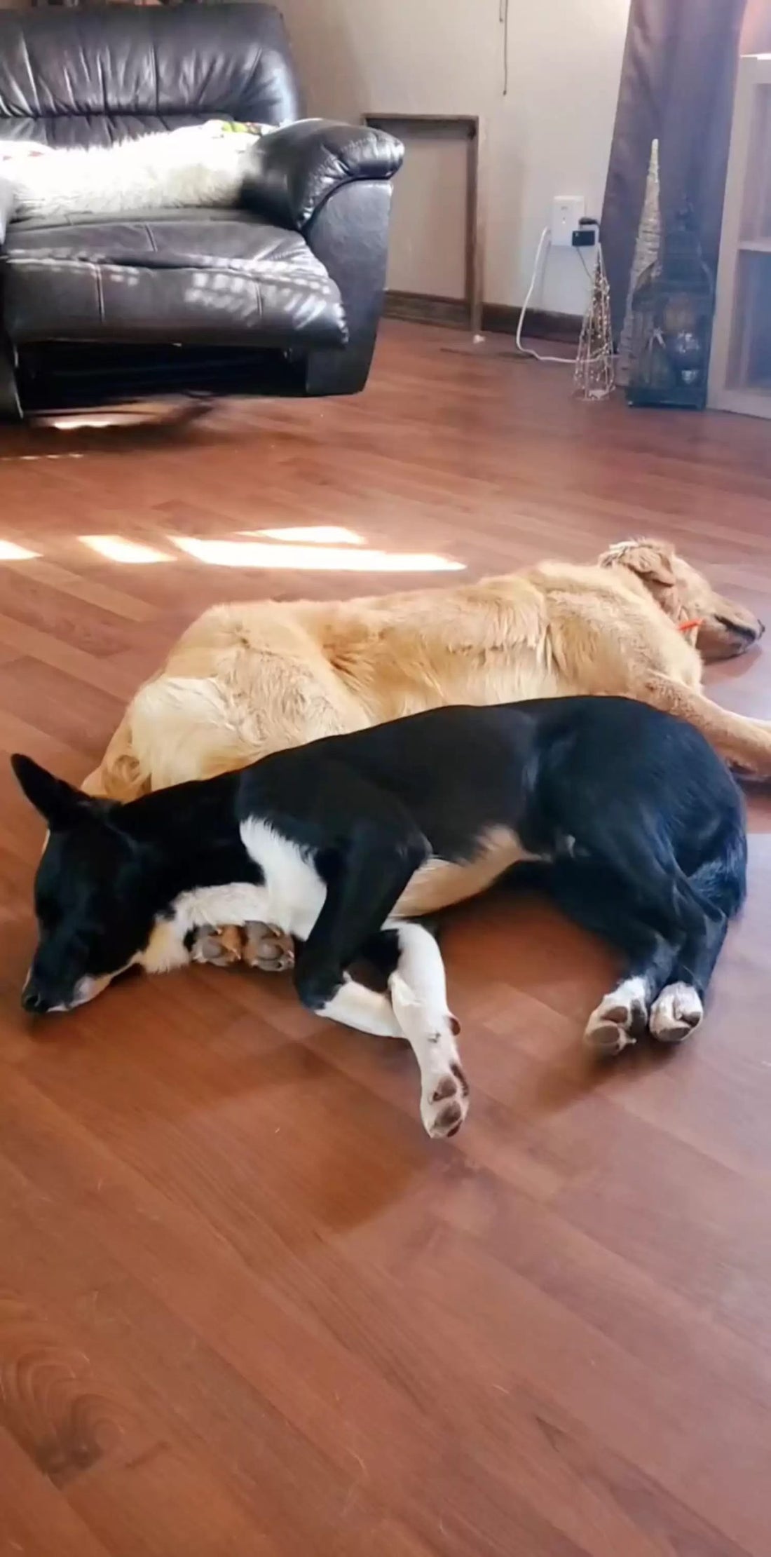 !Dogs Sneak Out To Shop For Toys Without Telling Mom!
