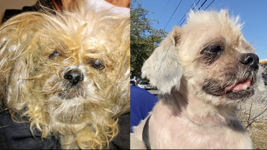 Woman Abandons Dog At Airport After Failing To Bring Paperwork