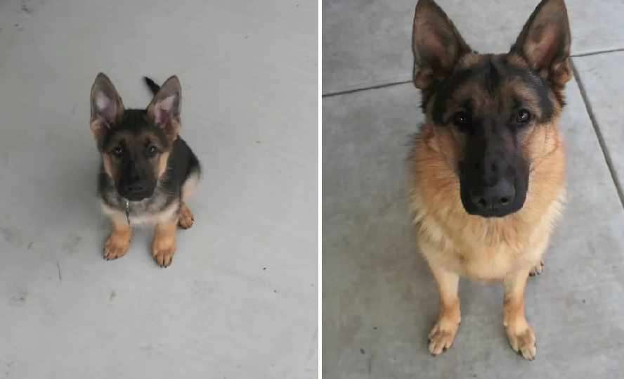 From an 8 Week Old Puppy to a 1 Year Old German Shepherd. Owner Took One Photo Of His Dog Per Day and The Outcome is Fascinating!