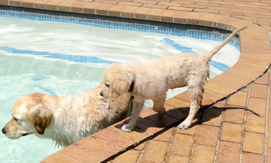 Cuteness Overload, Golden Retriever Mom Gives Swimming Lessons to Her Puppy!