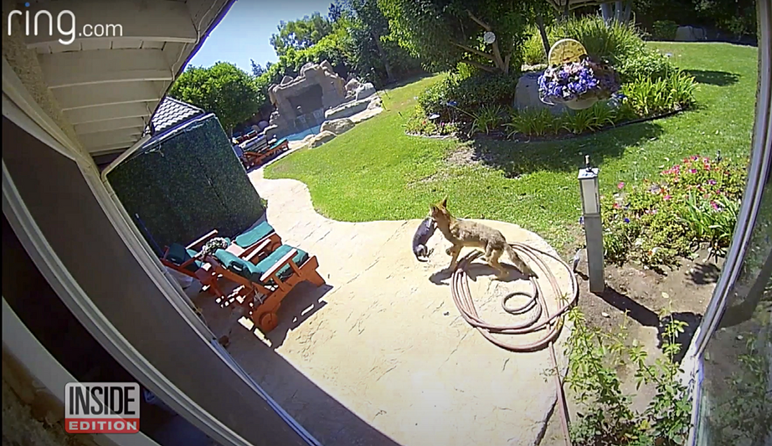 Coyote Grabs Dog By The Neck, But Mom Knows Exactly What To Do