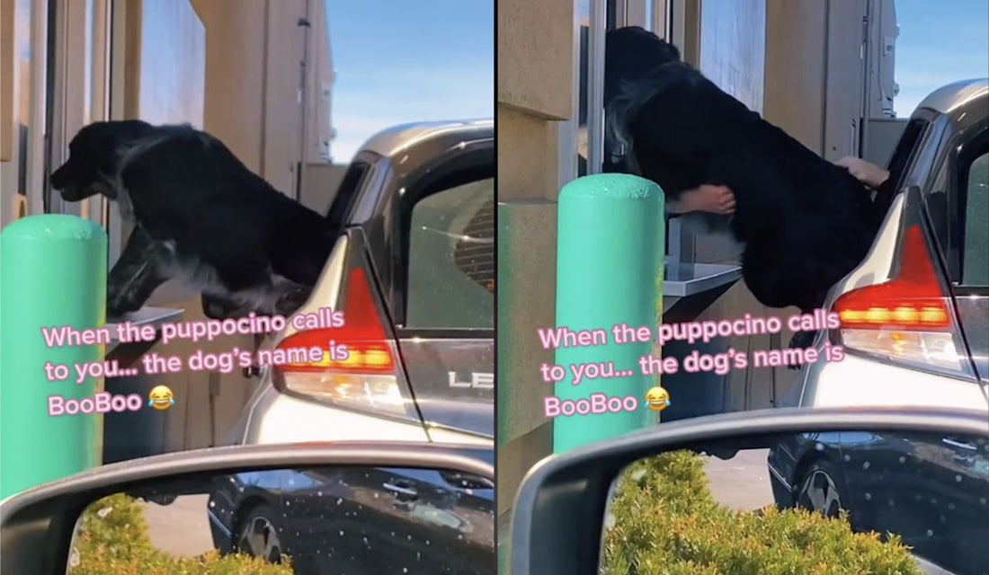 Dog Excited For His Puppuccino Climbs Through Starbucks Window!