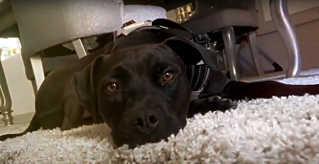 Despite Wildfires And Blizzards, A Missing Dog Miraculously Reunites With His Family