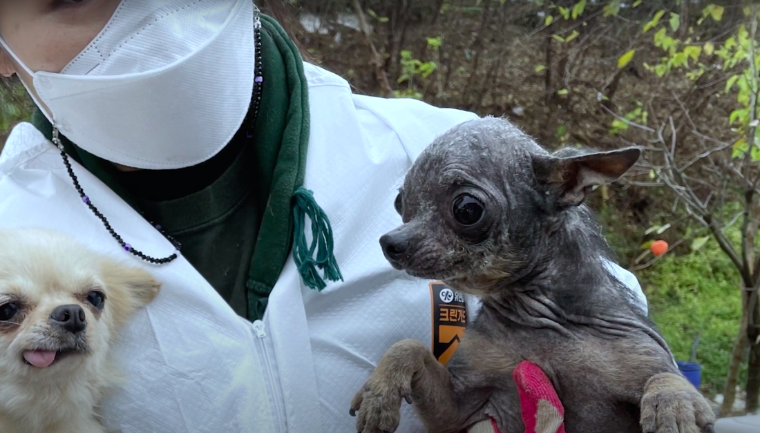 Terrified Dog Rescued From Slaughterhouse Makes Incredible Transformation