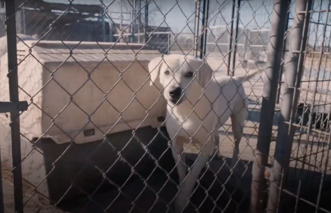 Rescuers Rescue 40 Malnourished and Neglected Dogs from their Filthy Cages