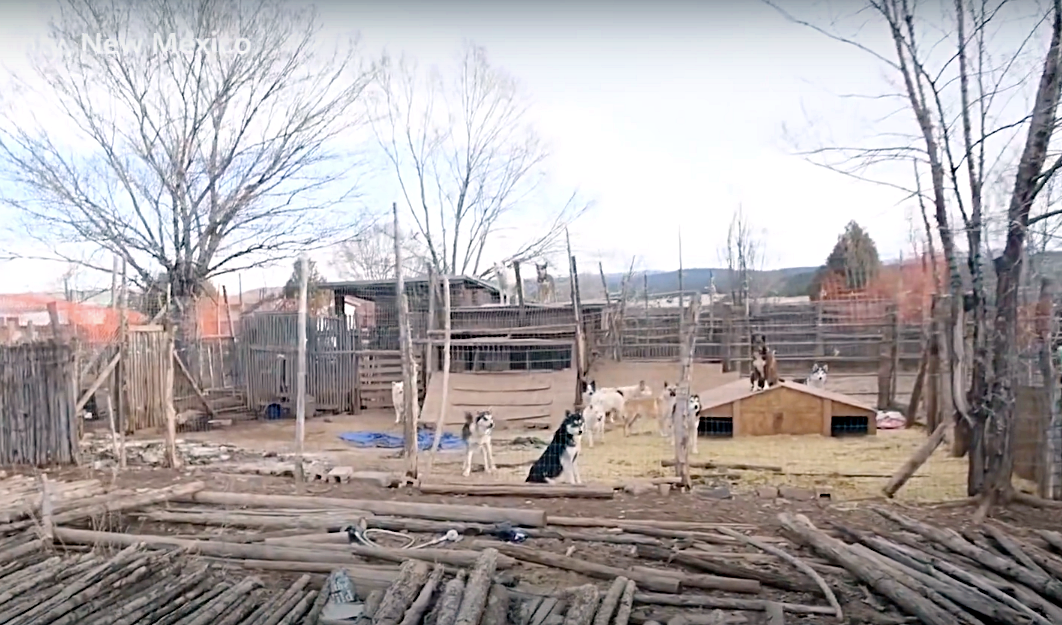 Rescuers Arrive In Time To Save Puppies From Freezing To Death