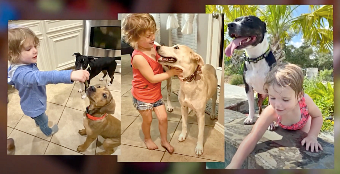 Family Opens Their Home To Shelter Dogs Who Can't Get Space Due To Capacity Issues