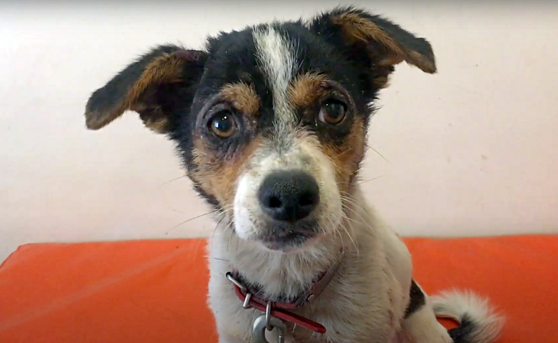 Vet Saves Dog That Was Dropped For Euthanasia