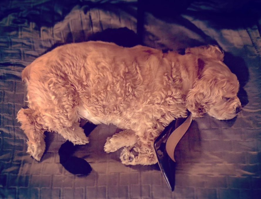 Obese Dog Was So Unhealthy He Couldn't Sleep, Until He Found His Forever Home