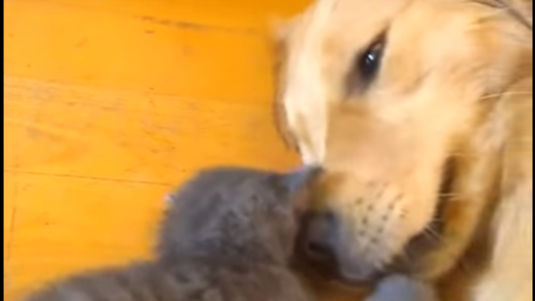 Adorable Kitten Plays Lion Tamer With Golden Retriever!