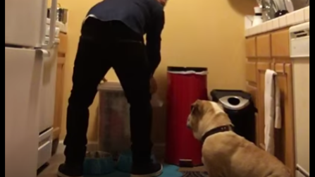 How This English Bulldog Reacts When It's Time For Breakfast? Hilarious!