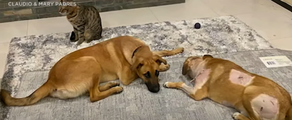 Hero Dog Defends Family From Mountain Lion