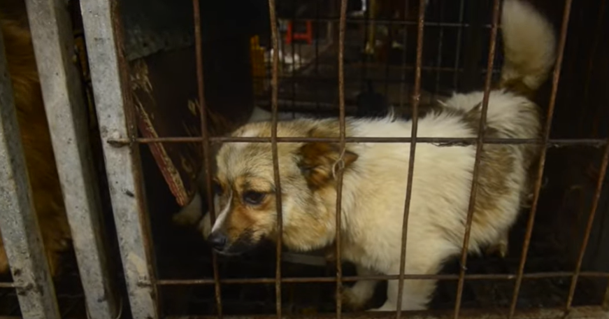 Terrified Dog Rescued From Meat Farm Experiences Love For The First Time