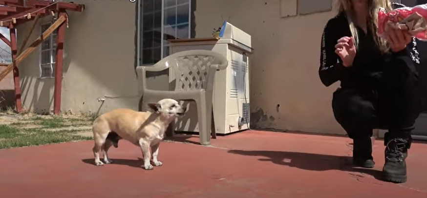 Abandoned Pup Was So Afraid Of Humans He'd Scream Everytime Someone Pets Him