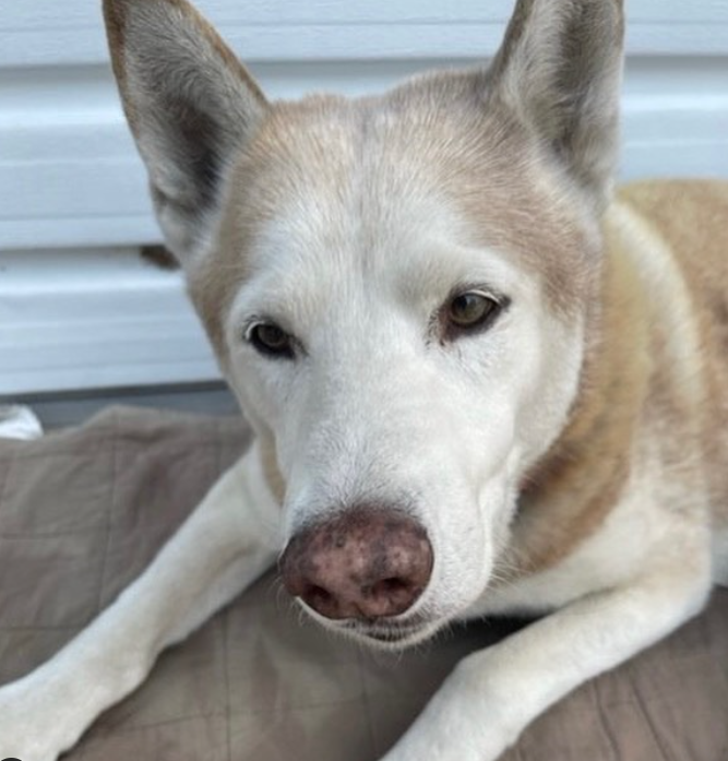 Pasadena Police Arrest A Car & Dog Thief Thanks To Dog's GPS Collar