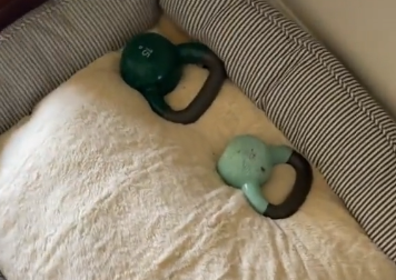 This Adorable Dog's New Toys Are Mom's Weights!