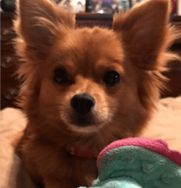Man Wants To Educate Dog Parents After Deadly Plant Killed His Dog