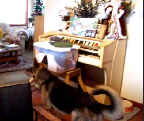 You Won't Believe What This German Shepherd Is About To Play! – A Dog's