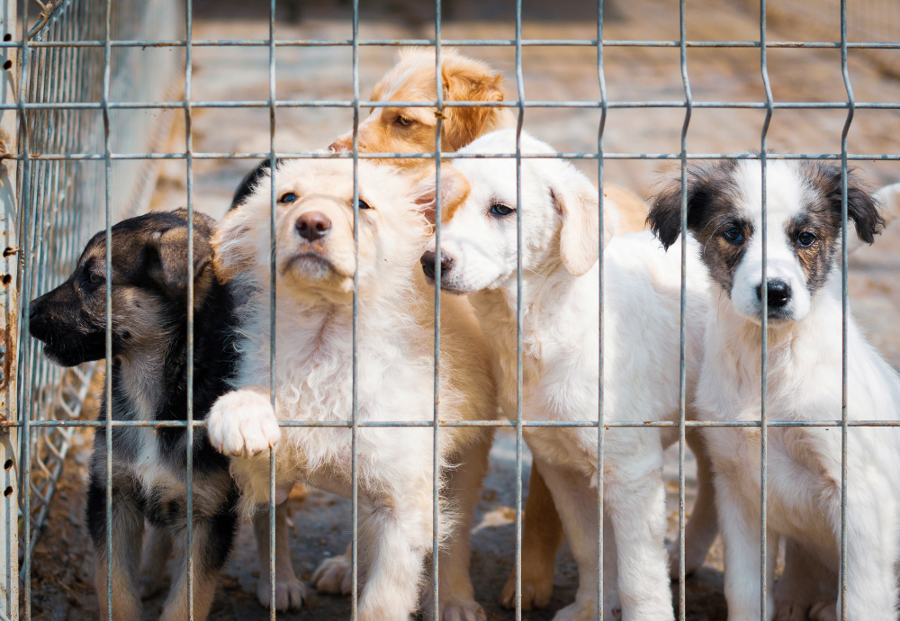 Why Donations for Animal Rescue Matter & How A Dog's Love Helps