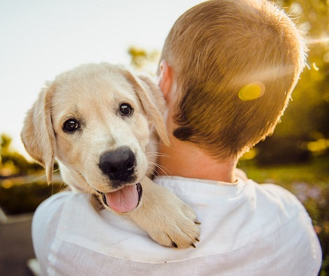 Here's What You Need To Know Before Giving Benadryl To Your Dogs – A