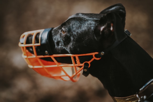 When And How To Use Dog Muzzles