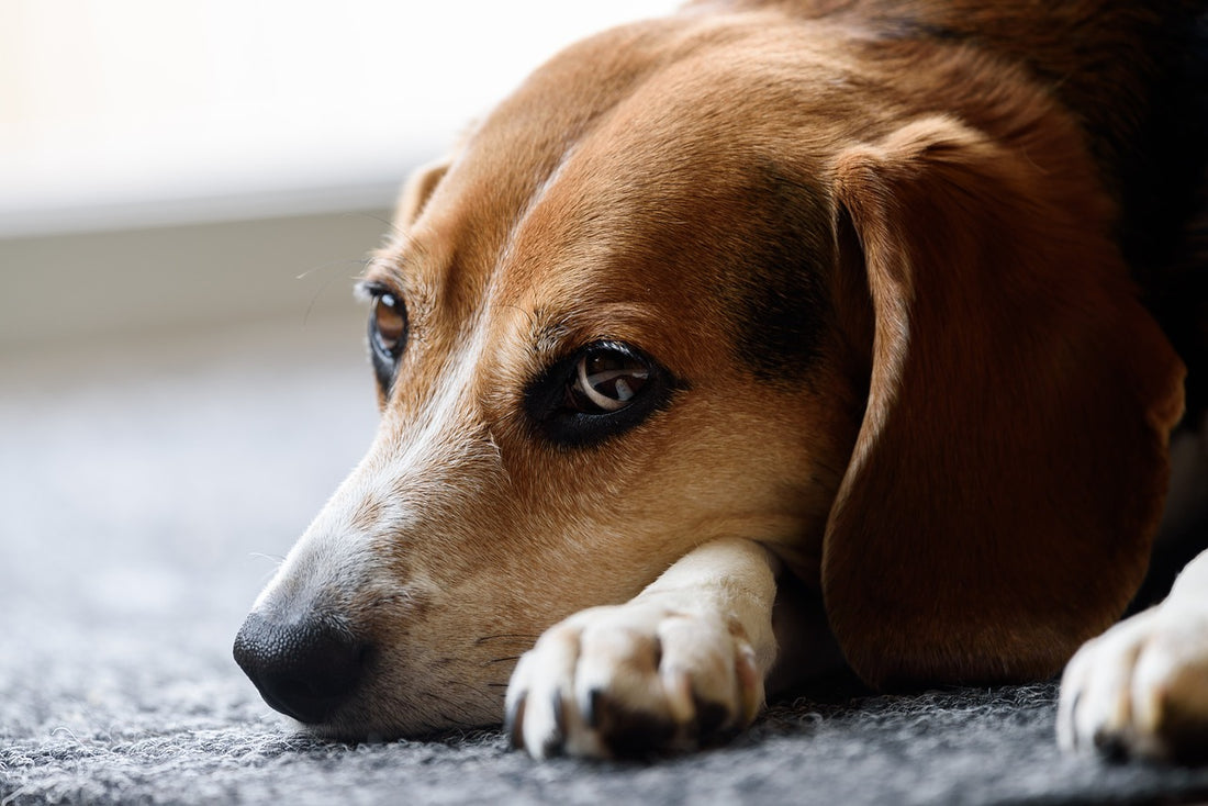 Here's What You Need To Know About Canine Influenza