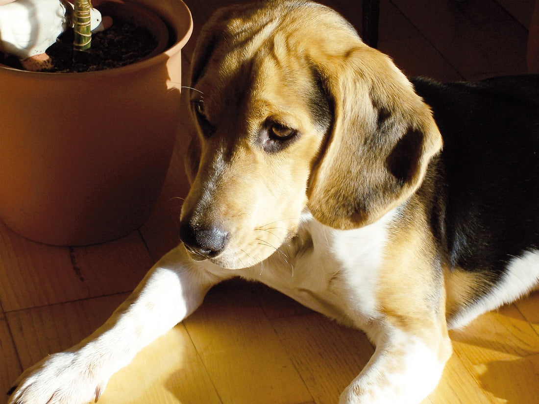 Ways To Get Your Dog To Take Medicine