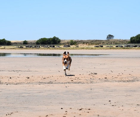 How Some People Honor Their Pets Who've Crossed The Rainbow Bridge
