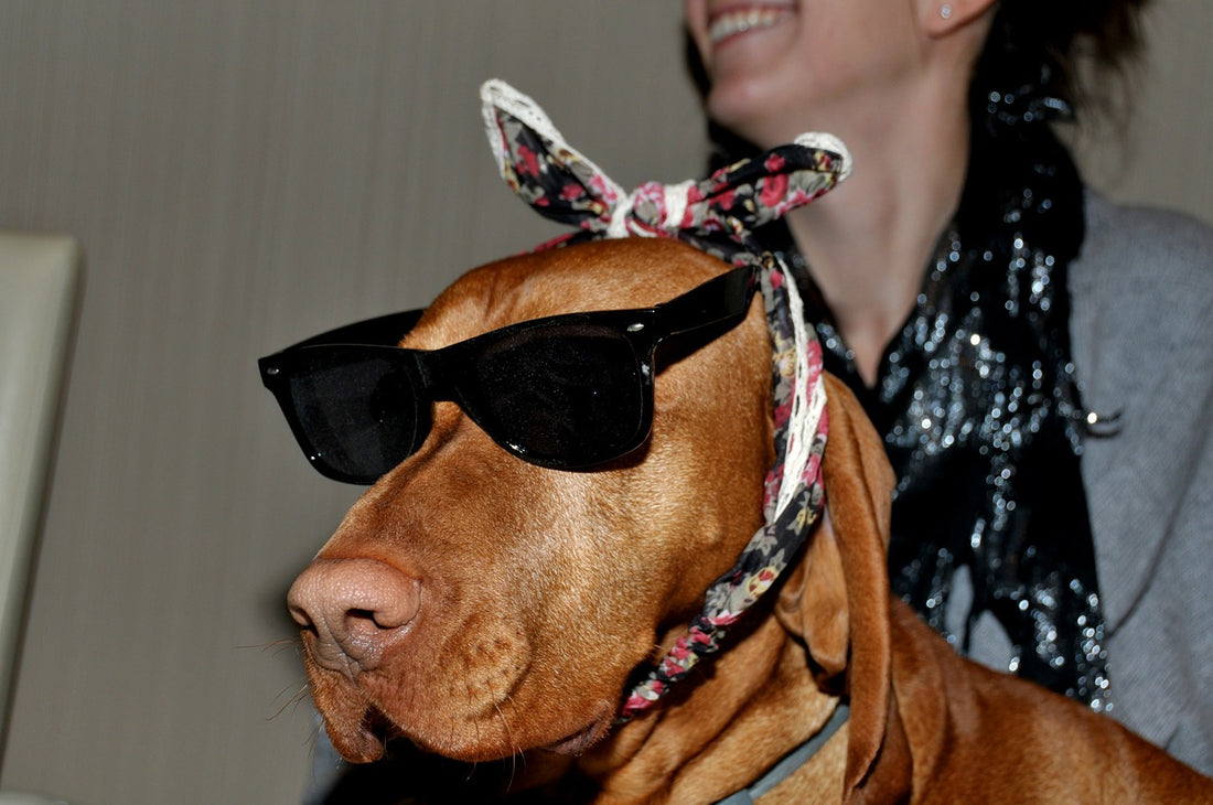 According To Study Dating Profiles Of Men With Dogs Are More Likely To Settle Down