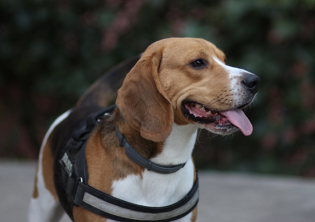 7 Reasons Why Your Dog Is Pacing And Panting
