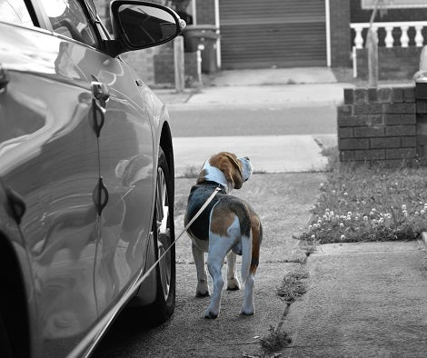 How To Determine How Much Walk Is Enough For Your Dog Daily