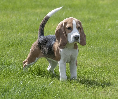 Is There a Way to Stop Your Neighbor's Dog From Barking Excessively?