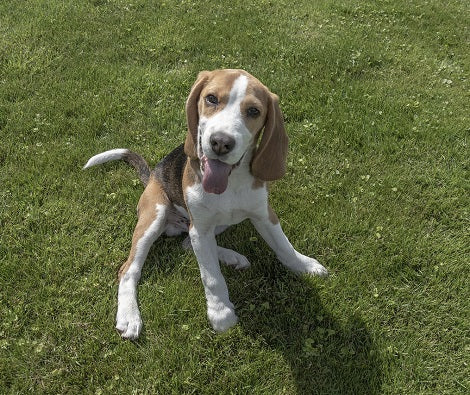 What To Do When Your Dog Barks Excessively